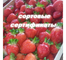 Саженцы клубники Азия фриго