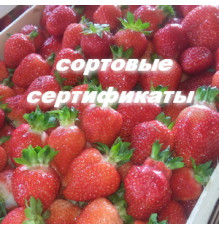 Саженцы клубники Азия фриго
