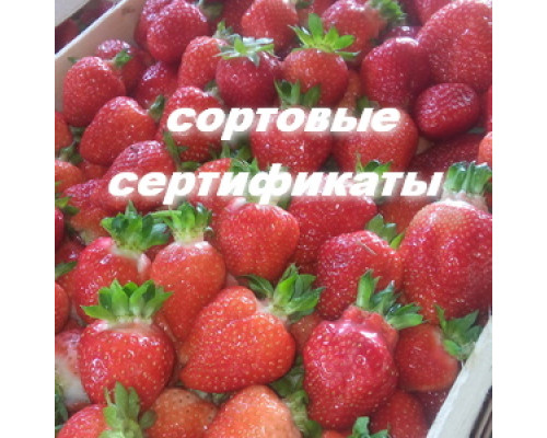 Саженцы клубники Азия