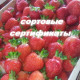 Саженцы клубники Азия
