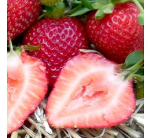 Саженцы ремонтантной клубники Альбион фриго