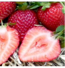 Саженцы ремонтантной клубники Альбион фриго