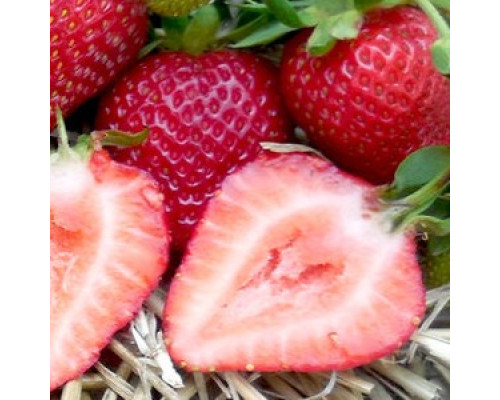 Саженцы ремонтантной клубники Альбион фриго