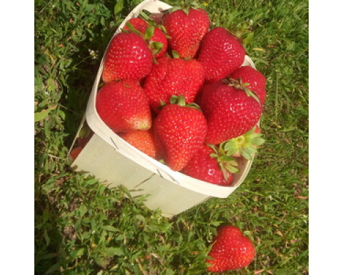 Саженцы ремонтантной клубники Альбион фриго