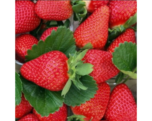 Саженцы клубники Ами (Эми)