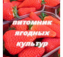 Саженцы клубники Ами (Эми)