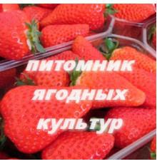 Саженцы клубники Ами (Эми)
