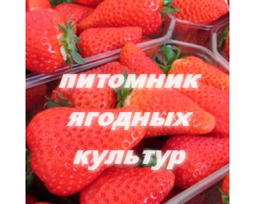 Саженцы клубники Ами (Эми)