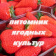 Саженцы клубники Ами (Эми)