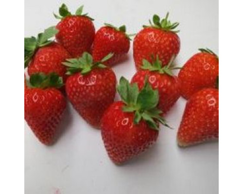 Саженцы клубники Дастени фриго
