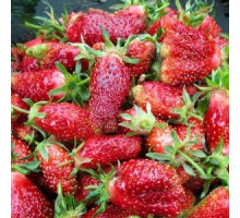 Саженцы клубники Купчиха фриго