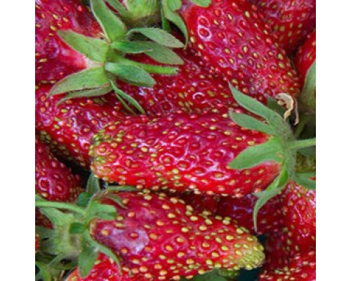 Саженцы клубники Купчиха
