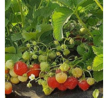 Саженцы клубники Лимолексия фриго