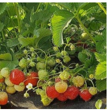 Саженцы клубники Лимолексия фриго