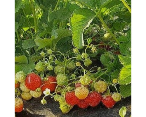 Саженцы клубники Лимолексия фриго