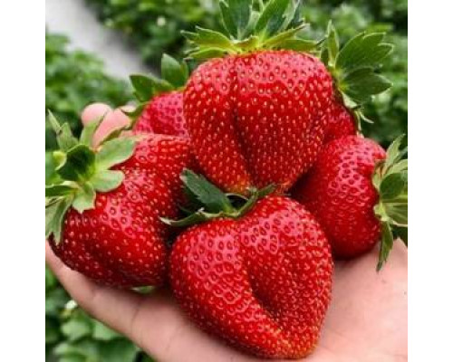 Саженцы клубники Нанди фриго