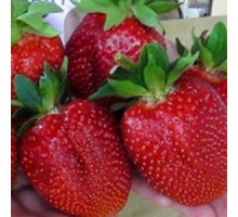 Саженцы клубники Нанди фриго