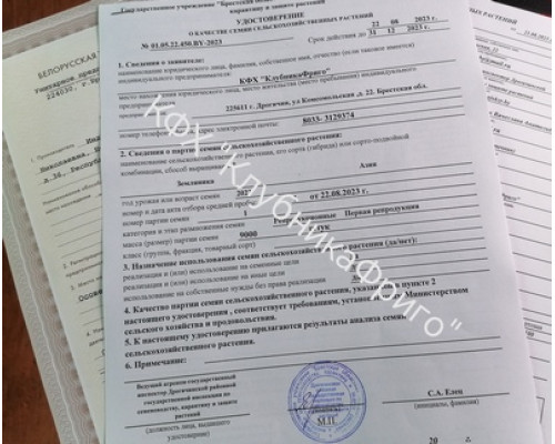 Саженцы клубник Квики фриго