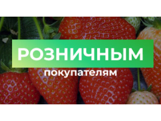 Розница