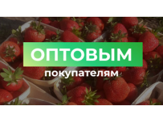 Опт